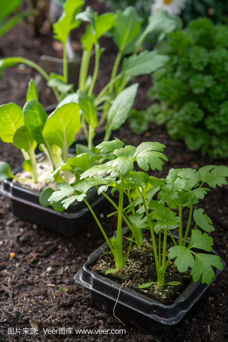幼芽芹菜种植在花园里的土地上