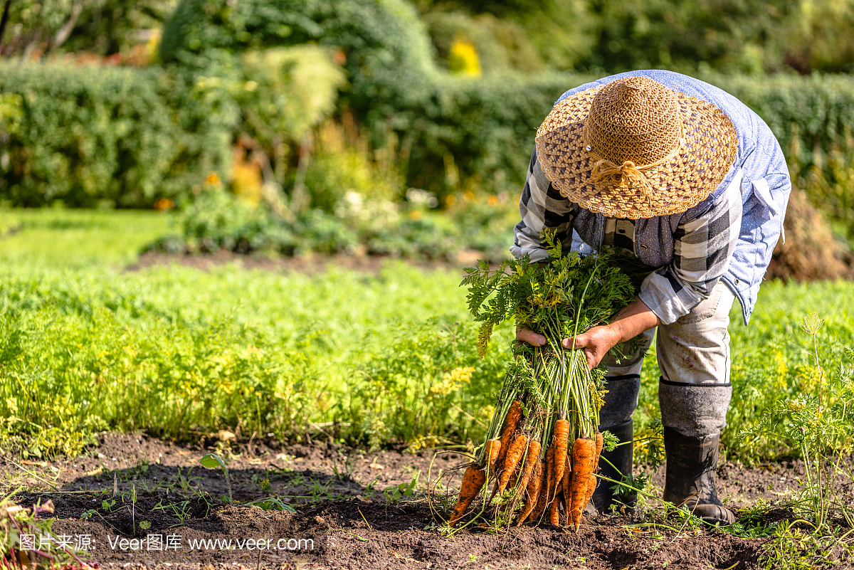 农民捧着胡萝卜从土壤里出来,蔬菜从本地种植出来,有机农产品从菜园里收获,秋收