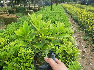 毛杜鹃移植苗 毛杜鹃报价 福建基地种植毛杜鹃袋苗