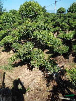 造型杜英基地_种植厂家_产地报价单_浏阳双子园艺场