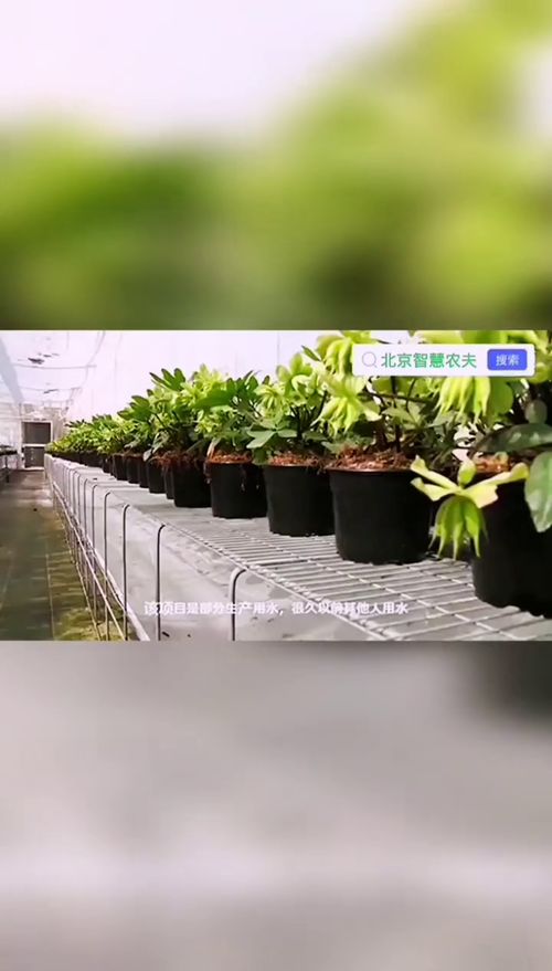 高端的荷兰花卉园艺及育种技术 无土栽培蔬菜 智慧农业 现代农业