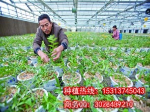 神农8号石斛种植要求铁皮石斛种植回收