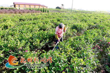 江西 抚州东乡县依托花卉产业致富村民