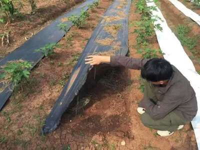 果园防草布园艺除草布pp防草布价格