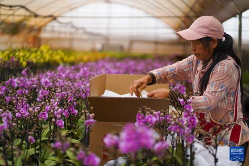 云南晋宁 年宵花走俏