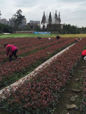 四川红叶石楠价格、种植基地、批发电话【温江区政兴园艺场】